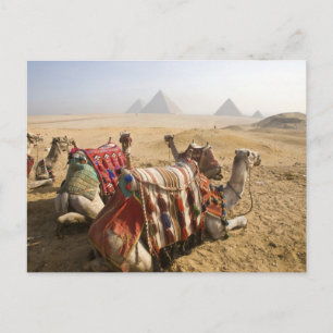 Postal Egipto, El Cairo. Camellos descansando