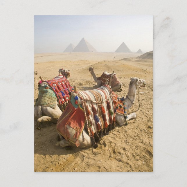 Postal Egipto, El Cairo. Camellos descansando (Anverso)