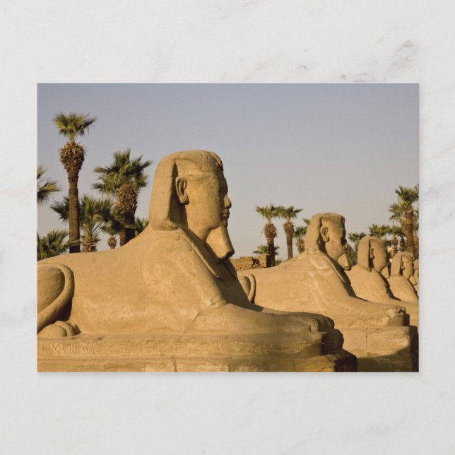 Postal Egipto, Luxor. La Avenida de las Esfinges conduce  (Anverso)