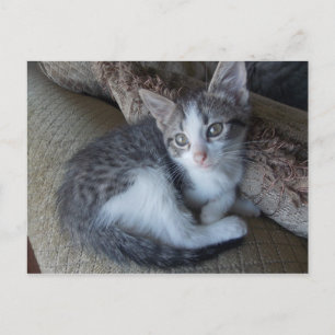 Postal egipto Mau kitten mix Postcard