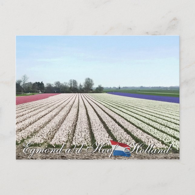 Postal Egmond aan den Hoef Bulb Flowers Holland Postcard (Anverso)