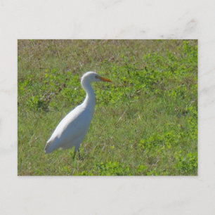 Postal Egret