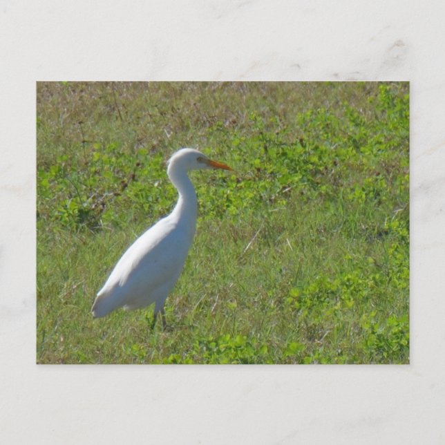 Postal Egret (Anverso)