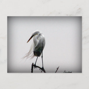 Postal egret