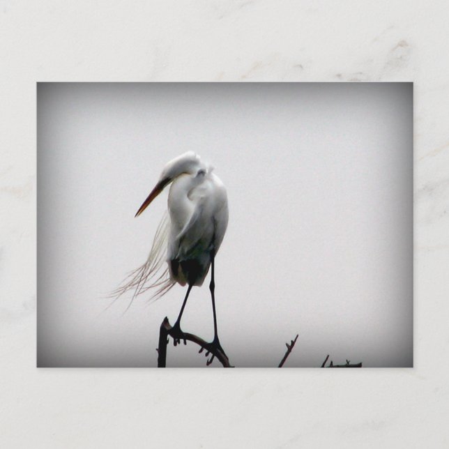 Postal egret (Anverso)