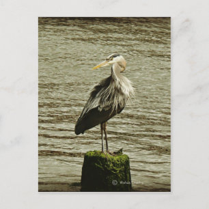 Postal Egret