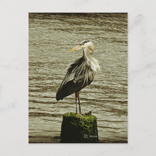 Postal Egret (Anverso)