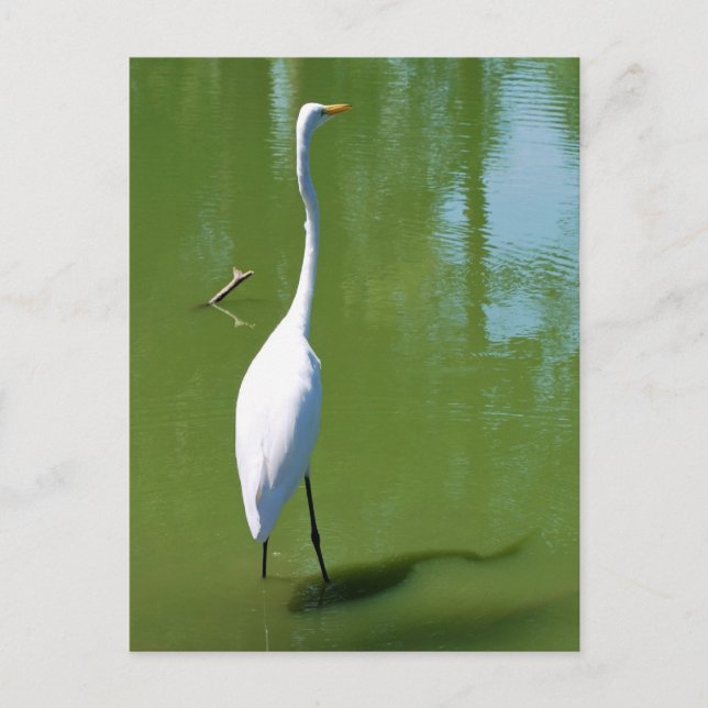 Postal Egret (Anverso)