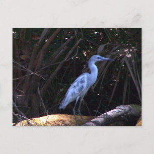 Postal Egret azul
