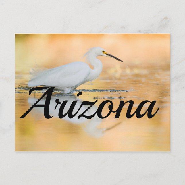 Postal Egret cuando el sol se pone, Arizona (Anverso)