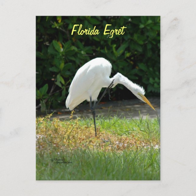 Postal egret de Florida (Anverso)
