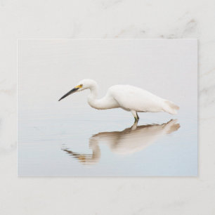 Postal Egret en el estanque