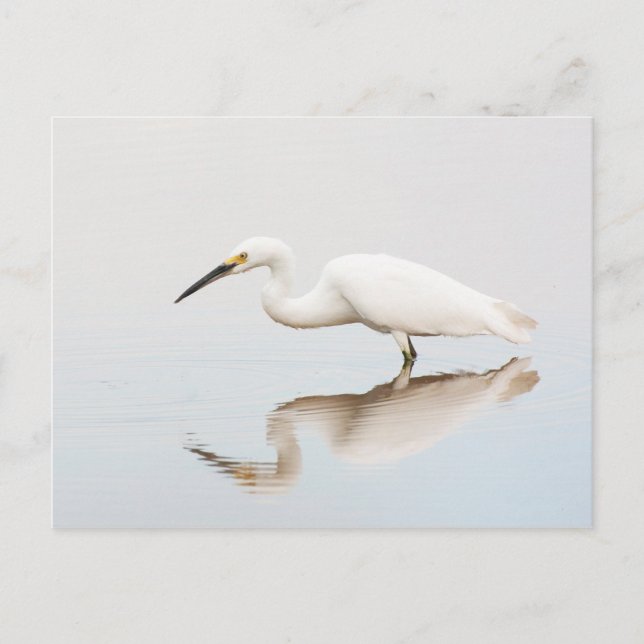 Postal Egret en el estanque (Anverso)