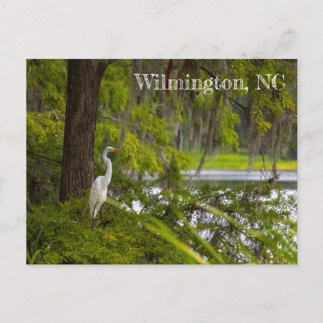 Postal Egret en Wilmington, NC (Anverso)