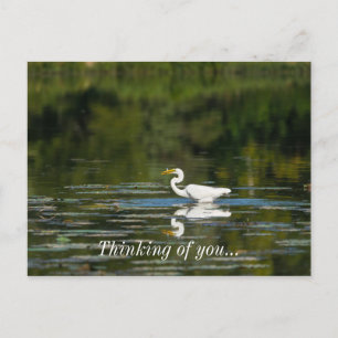 Postal Egret Fish Fish Fish Pensando En Usted Postcard