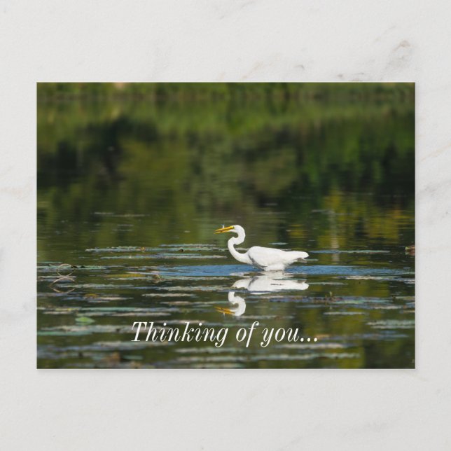 Postal Egret Fish Fish Fish Pensando En Usted Postcard (Anverso)