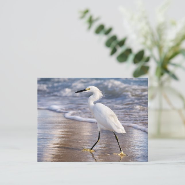 Postal Egret on shoreline Photo Print (Anverso de pie)