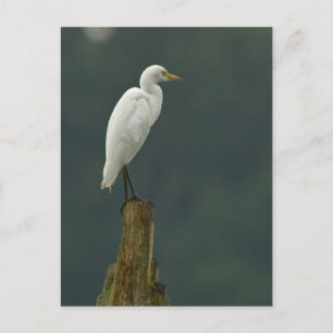 Postal Egret para ganado