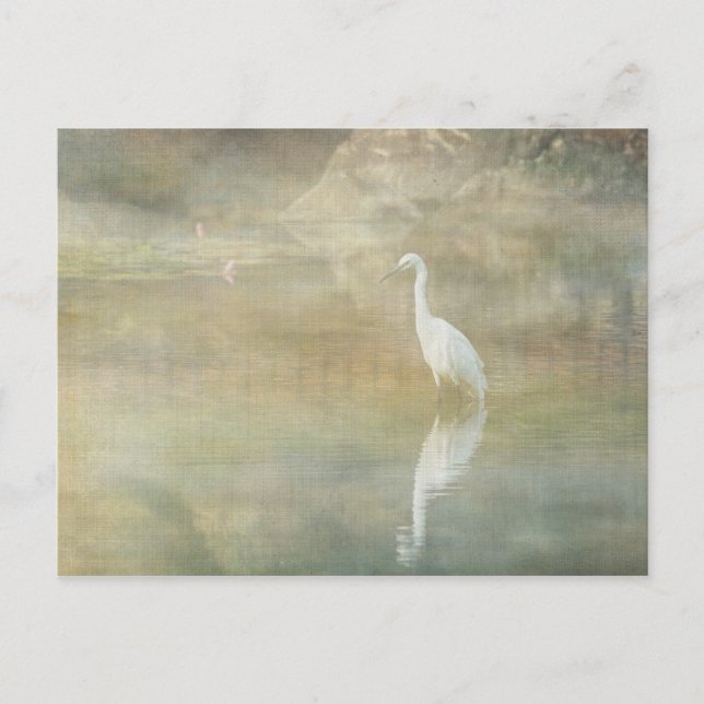 Postal Egret reflectante (Anverso)