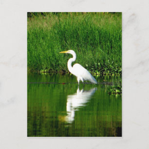 Postal Egret, Río Oscuro, Lago Izabal, Guatemala