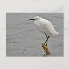 Postal Egret Snowy frente a un viento frío