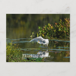Postal Egret Wing Exam Pensando En Ti