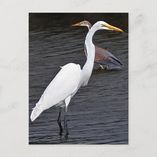 Postal Egrets (Anverso)
