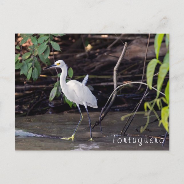 Postal Egretta thula en Tortuguero - Costa Rica (Anverso)