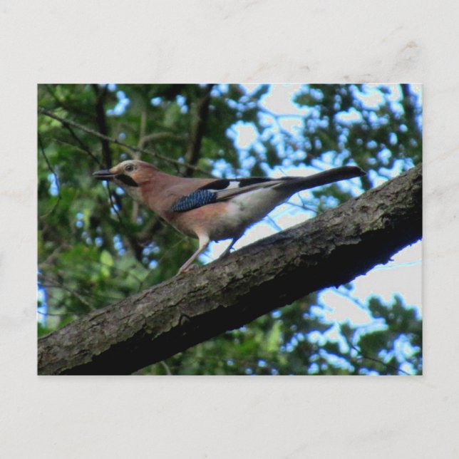 Postal Eichelhäher (Anverso)