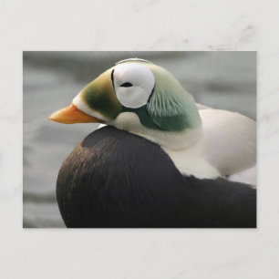 Postal Eider espectacular