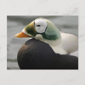 Postal Eider espectacular