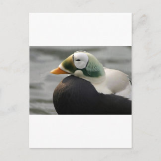 Postal Eider espectacular