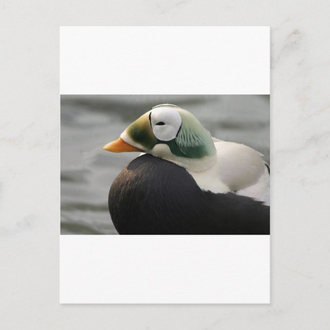 Postal Eider espectacular (Anverso)