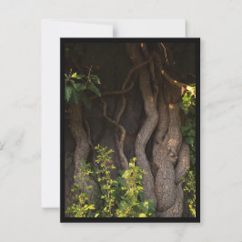 Postal Eine alte Weinrebe umwächst einen Baum