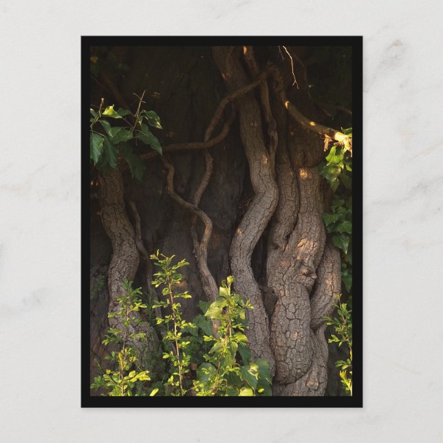 Postal Eine alte Weinrebe umwächst einen Baum (Anverso)