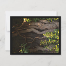 Postal Eine alte Weinrebe umwächst einen Baum