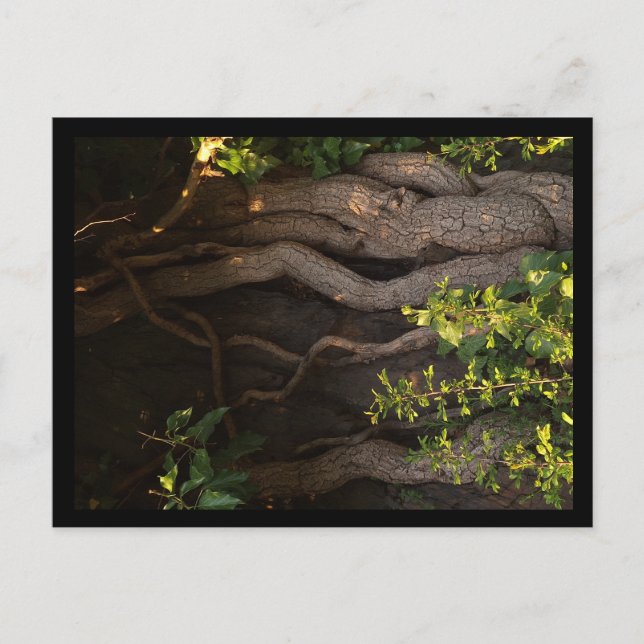 Postal Eine alte Weinrebe umwächst einen Baum (Anverso)