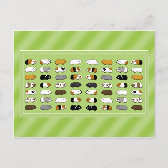 Postal Eine Postkarte mit Meerschweinchen (Anverso)