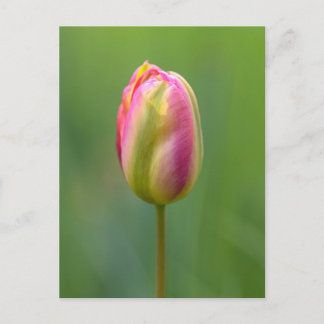 Postal Einzelne Tulpe