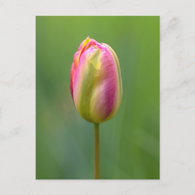 Postal Einzelne Tulpe (Anverso)