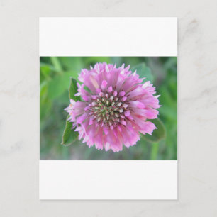 Postal Einzigartige rosa Blüte