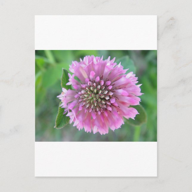Postal Einzigartige rosa Blüte (Anverso)
