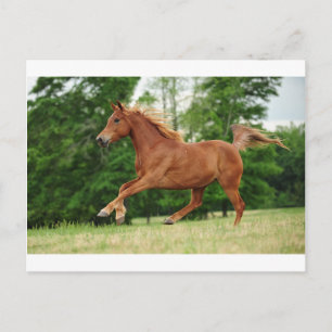 Postal Ejecutar baby Run