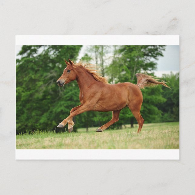 Postal Ejecutar baby Run (Anverso)