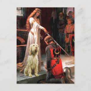 Postal El Accolade - Spinone Italiano 5