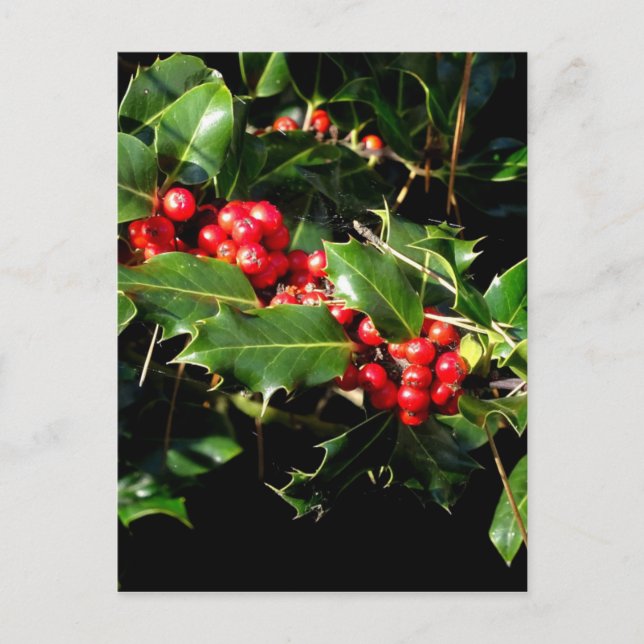 Postal El acebo y la hiedra (Anverso)