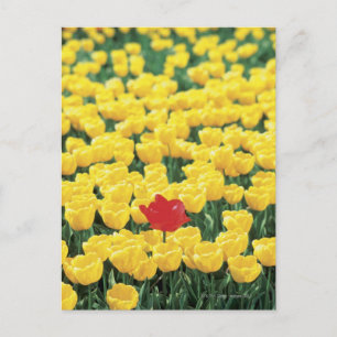 Postal El acercamiento de Tulips en un campo, Leiden,