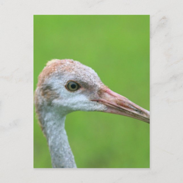 Postal El adolescente de Sandhill Crane (Anverso)