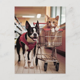 Postal El adorable Boston Terrier y las compras de un gat
