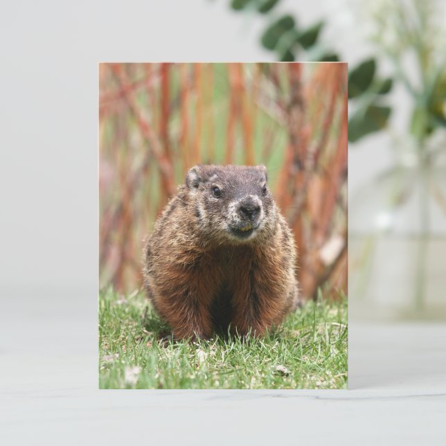 Postal El Adorable Groundhog en la naturaleza (Subido por el creador)